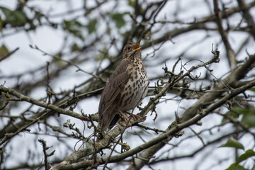 Sticker - thrush perched in a tree singing with beak open