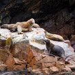 Seals sit on a rock in the Ballestas Islands in Peru