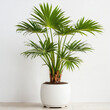 Illustration of potted broad lady palm plant white flower pot Rhapis excelsa isolated white background indoor plants

