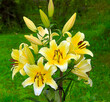- a bunch of yellow lilies in the garden, close-up