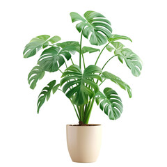 3D Monstera Plant in Pot Isolated On transparent Background
