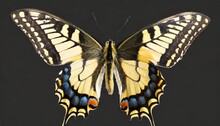 Eastern Tiger Swallowtail Isolated