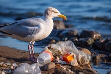 Sea Gull On The Coast Polluted By Plastic Debris.