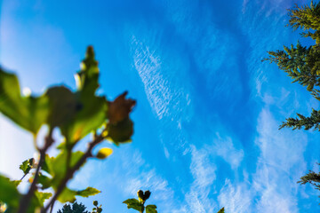 Wall Mural - bright sky with stratifying small clouds against the background of blue sky in sunny summer day, low