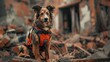 search and rescue dog in a vest on the ruins of a house