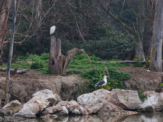 great white heron, wildlife, park, cloudy, grass, nature, outdoo