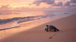 A sea turtle making its way to the ocean at dawn symbolizing life and new beginnings on a pristine beach.