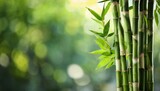Fototapeta Sypialnia - green bamboo stems on blurred background space for text