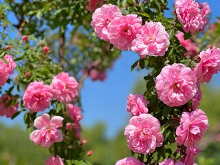 Wall Mural - Rose pink flowers climbing bush. 