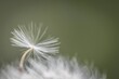 Nahaufnahme einer Pusteblume oder Löwenzahn Blume auf einer Blumenwiese, Deutschland