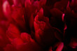 Macro closeup of red burgundy peony petals. Abstract floral background.