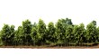 A photo of Agroforestry Crops