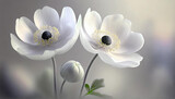 Fototapeta Fototapeta w kwiaty na ścianę - Białe anemony, dekoracja tapeta generative ai