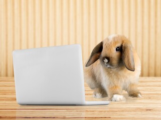 Canvas Print - Baby brown cute smart rabbit with laptop.