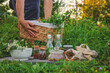 A woman in the garden collects medicinal herbs for tinctures and alternative medicine. Selective focus.