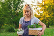 A woman in the garden collects medicinal herbs for tinctures and alternative medicine. Selective focus.