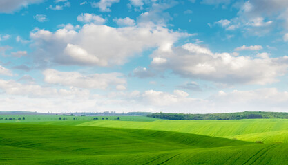 Wall Mural - Green field with forest in the distance and picturesque cloudy sky in sunny weather