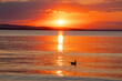 Landscape with a beautiful sunset on the Black sea in Bulgaria. A seagull bird silhouette shadow in the water.