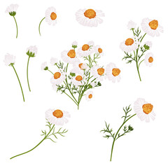 Poster - Collection of vector white chamomiles