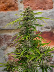 Wall Mural - Critical hog variety of marijuana flower with old brick wall