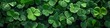 Clover plant texture background. Generative AI