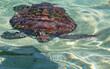 Tortue marine, tortue verte de Polynésie 