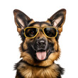 Happy German Shepherd, beautiful close up with sunglasses, ready for summer beach, Isolated on Transparent Background, PNG