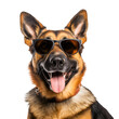 Beautiful summer beach ready for a close up of a happy German Shepherd with sunglasses, Isolated on Transparent Background, PNG