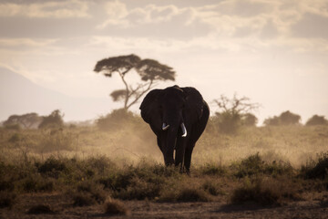 Wall Mural - Elephants during safari trip in Amboseli National Park, Kenya
