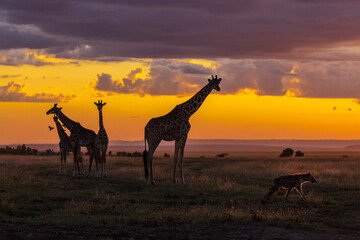 Wall Mural - Giraffe during safari with amazing sunset in background. Maasai Mara, Kenya