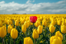 Single Red Tulip In Vast Yellow Field, Embodying Boldness And Difference. Concept Of Spring Flower, Standout And Growth