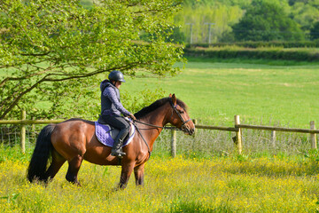 Wall Mural - Young female and her large bay horse enjoy a ride in field in rural Shropshire on a lovely summers day.