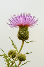 Texas Thistle Flower And Buds