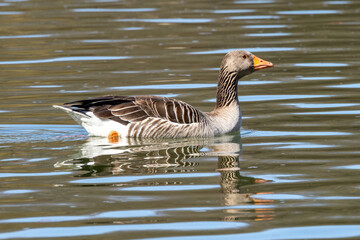 Canvas Print - The greylag goose, Anser anser is a species of large goose