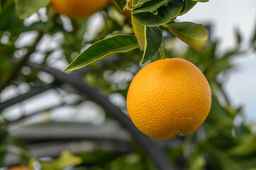 juicy fresh oranges in a garden in cyprus in winter 2