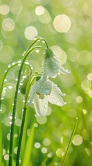 Wall Mural - A close up of a flower with water droplets on it.