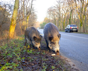 Two wild boars, coming out of the forest onto the road, received cookies from the drivers