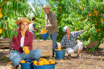 Wall Mural - Focused female owner of orchard gathering harvest of ripe peaches on sunny day