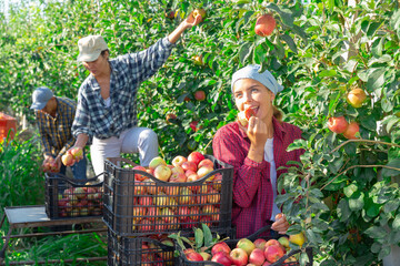 Wall Mural - Three workers harvesting apples in plantation. Girl have picked one apple and eating it.