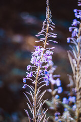 Wall Mural - Wild flowers in the Bystrzyckie Mountains - Trail to Mount Jagodna - Sudetes