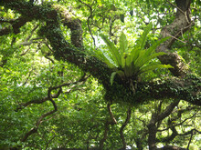 Asplenium Nidus, Bird's-nest Epiphyte Fern Plant Growing On Big Tree Branch In Lush Green Jungles