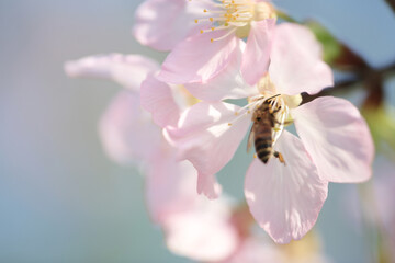 Wall Mural - a Cherry blossoms in full bloom, under blue spring sky.