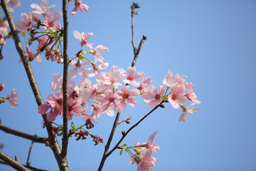 Wall Mural - a Cherry blossoms in full bloom, under blue spring sky.