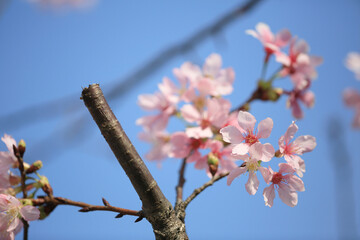 Wall Mural - a Cherry blossoms in full bloom, under blue spring sky.