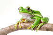 Vibrant Green Frog on a Branch