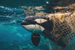 An orca caught in a fishing net highlights the problem of marine life affected by human waste