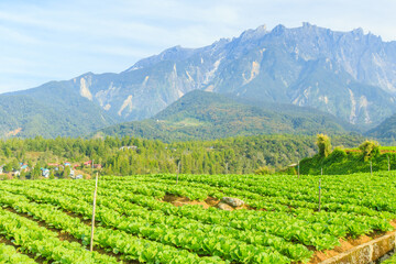 Wall Mural - Kundasang Sabah landscape with cabbage farm and Mount Kinabalu at far background during morning.