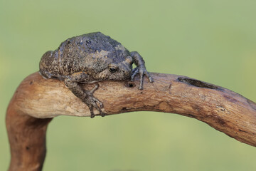 Sticker - A Muller's narrowmouth frog is resting on a dry tree branch. This amphibian has the scientific name Kaloula baleata.