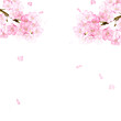 フレーム　背景　お花見　春　さくら　サクラ　桜　花　水彩　手描き　コピースペース　イラスト素材
