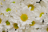 Fototapeta Tęcza - 菊の花
